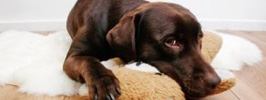 Cachorro em condomínio